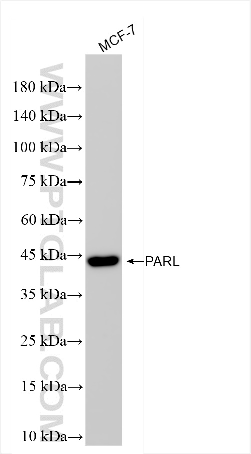 WB analysis of MCF-7 using 85167-1-RR (same clone as 85167-1-PBS)