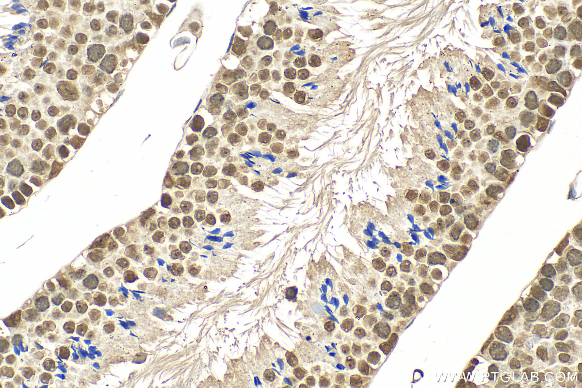 IHC staining of mouse testis using 13371-1-AP