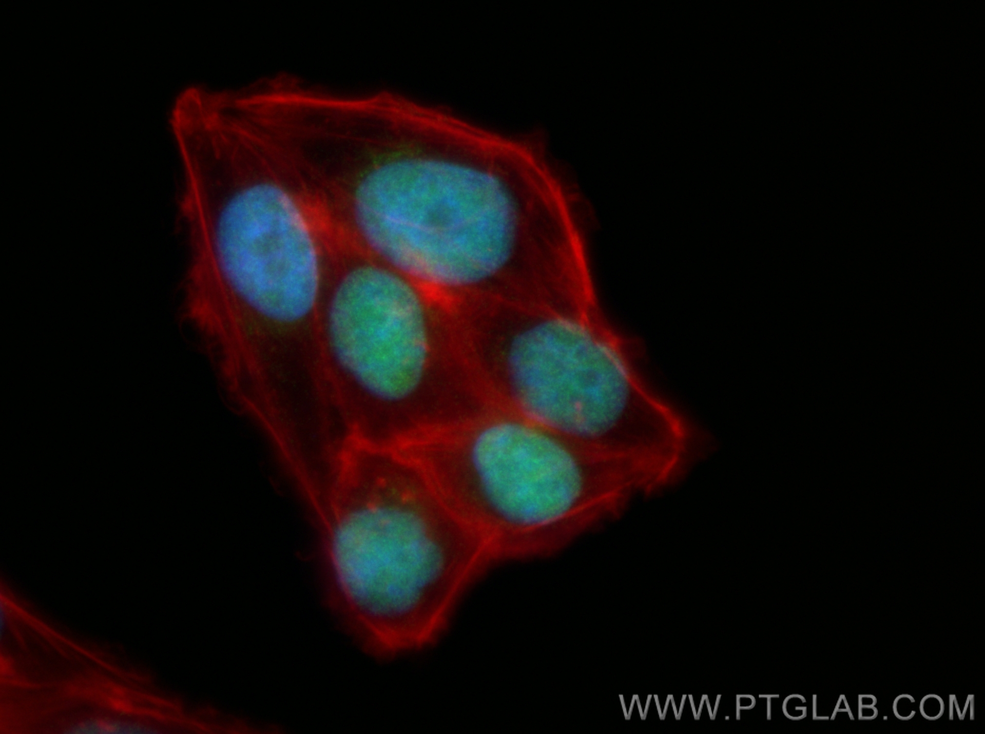 IF Staining of HepG2 using CL488-13371