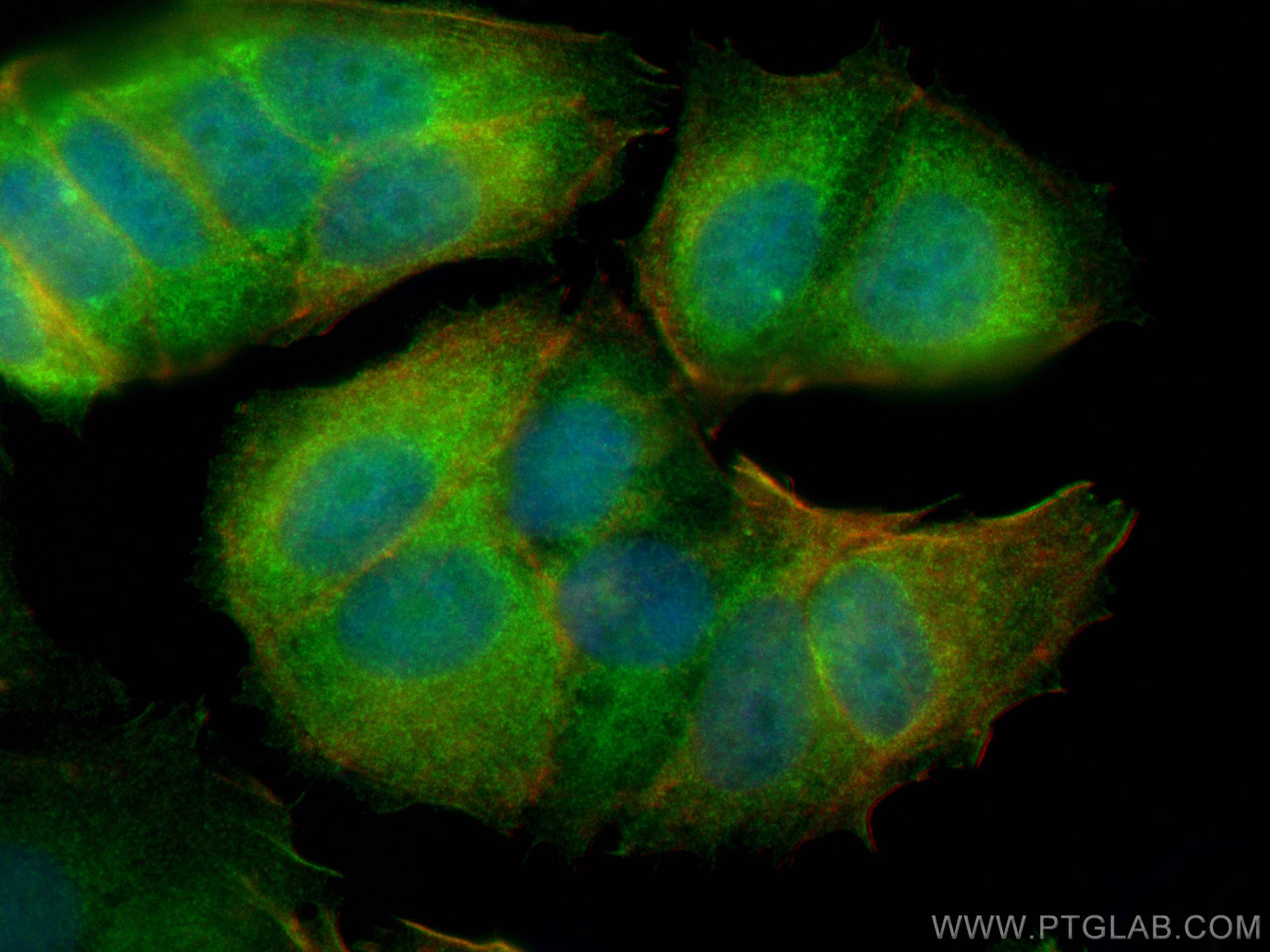 IF Staining of MCF-7 using 26072-1-AP