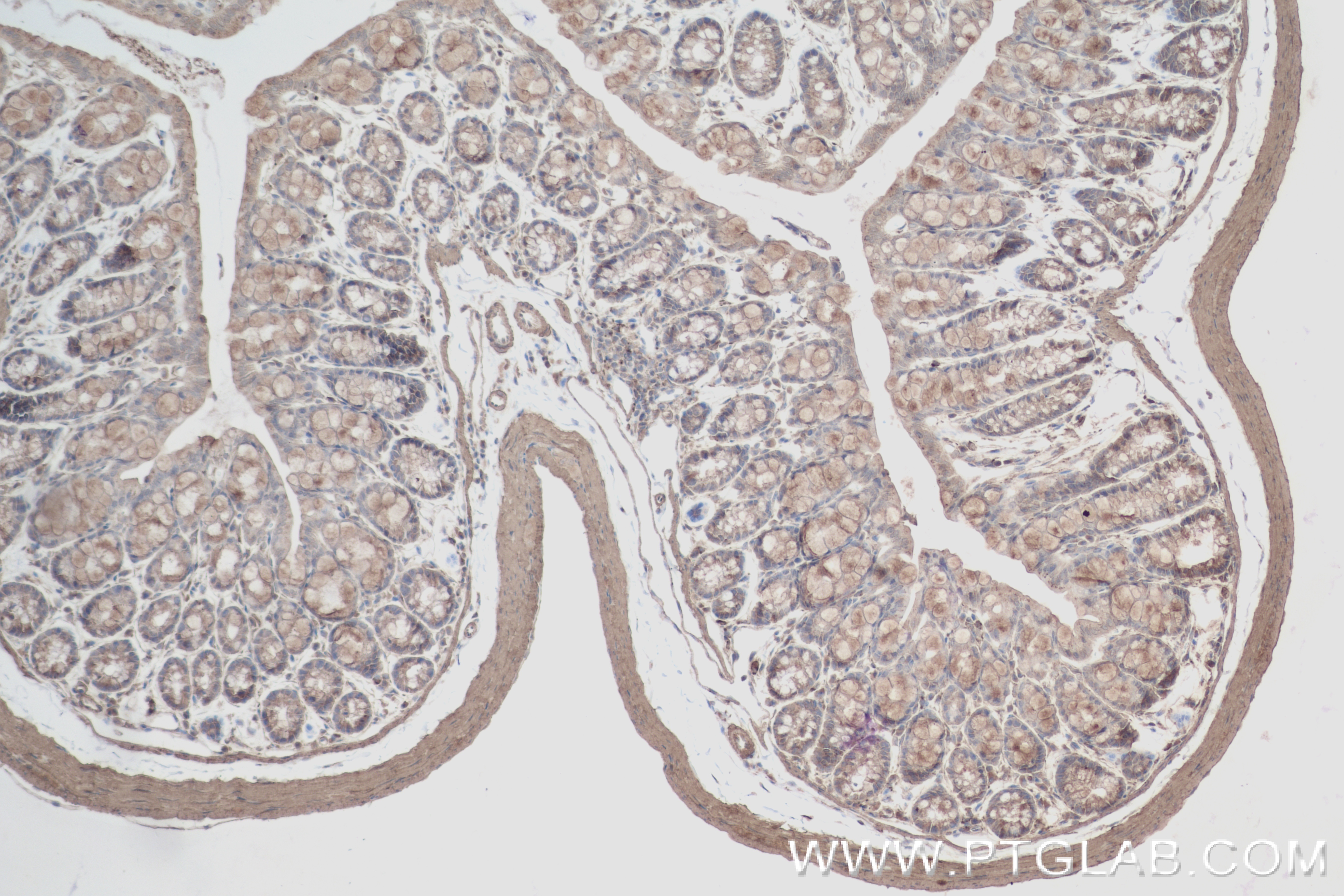 IHC staining of mouse colon using 84039-6-RR