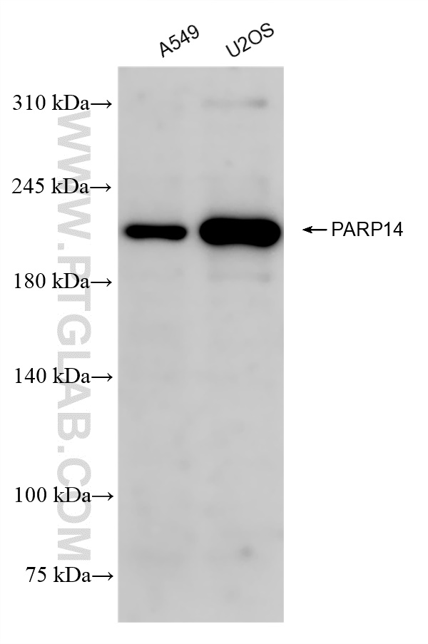 WB analysis using 84039-6-RR