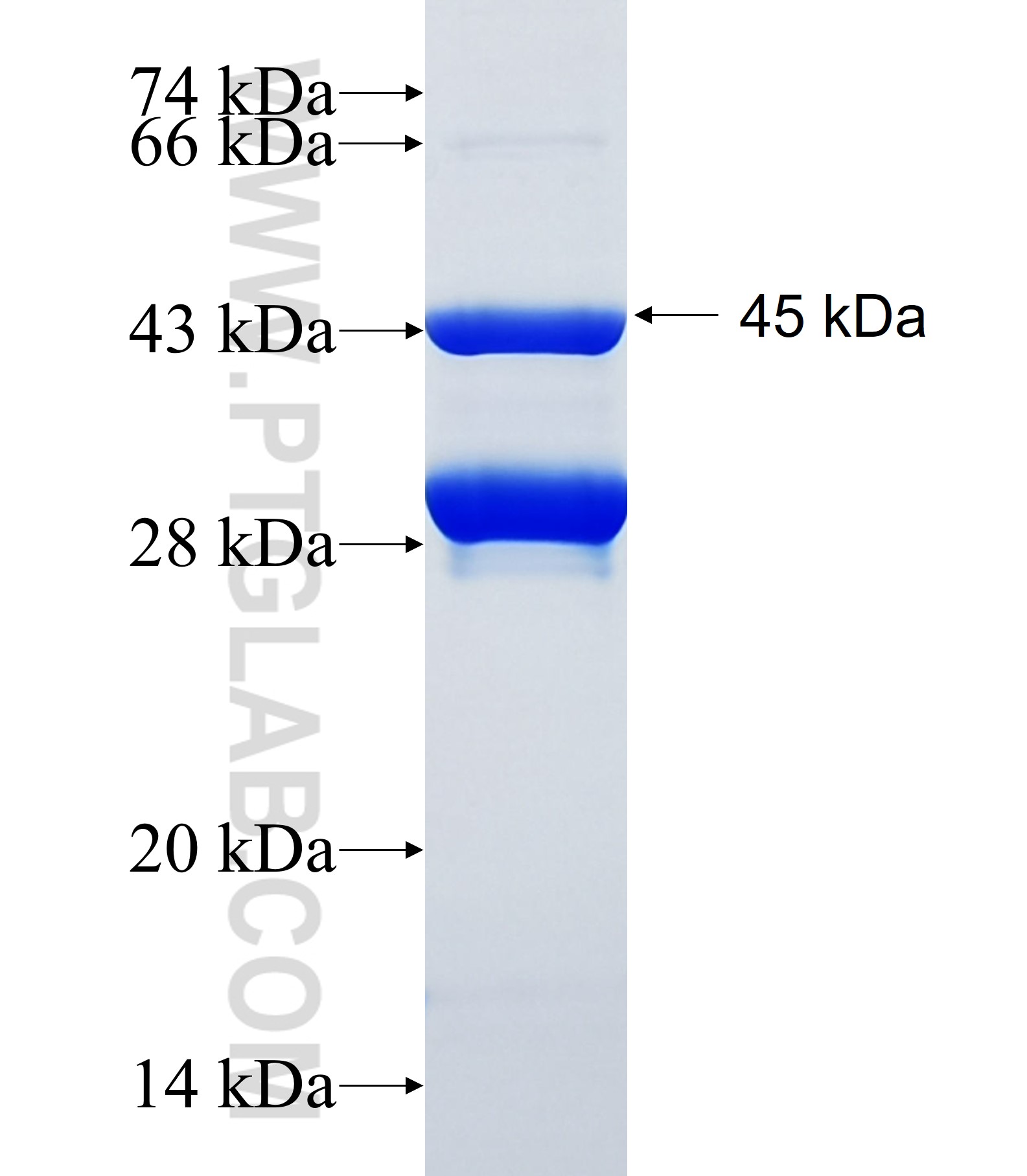 PARP14 fusion protein Ag35007 SDS-PAGE