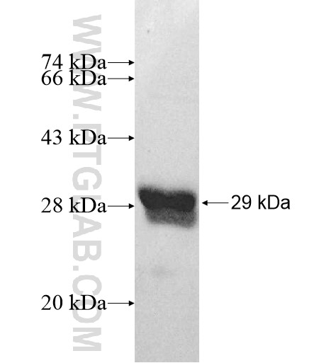 PARP16 fusion protein Ag10366 SDS-PAGE