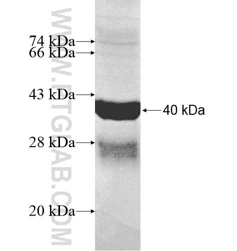 PARP6 fusion protein Ag10556 SDS-PAGE