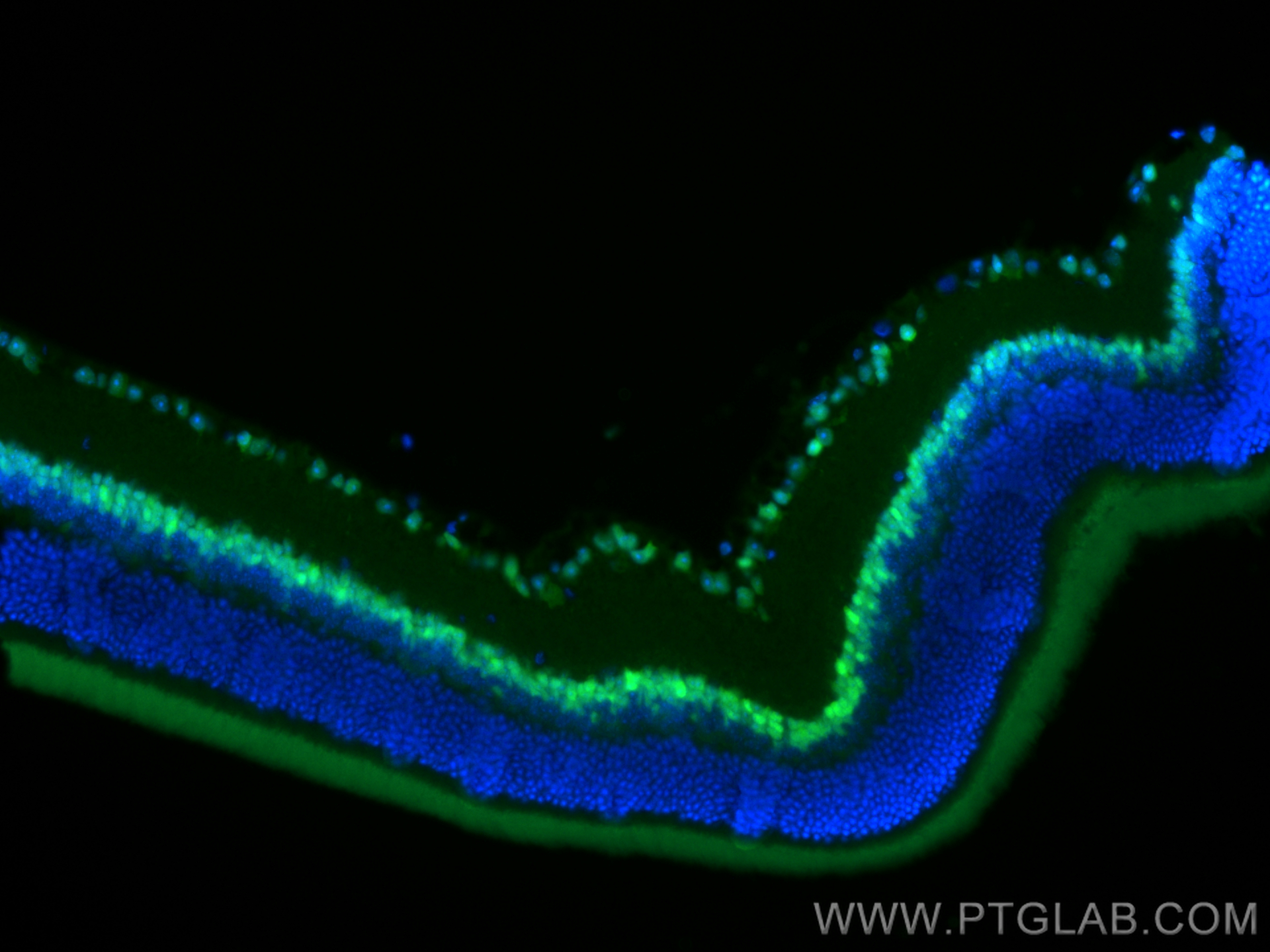 IF Staining of mouse eye using CL488-12323