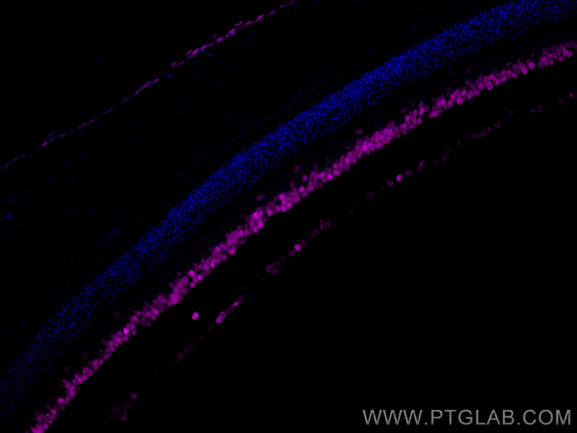 IF Staining of mouse eye using CL647-12323