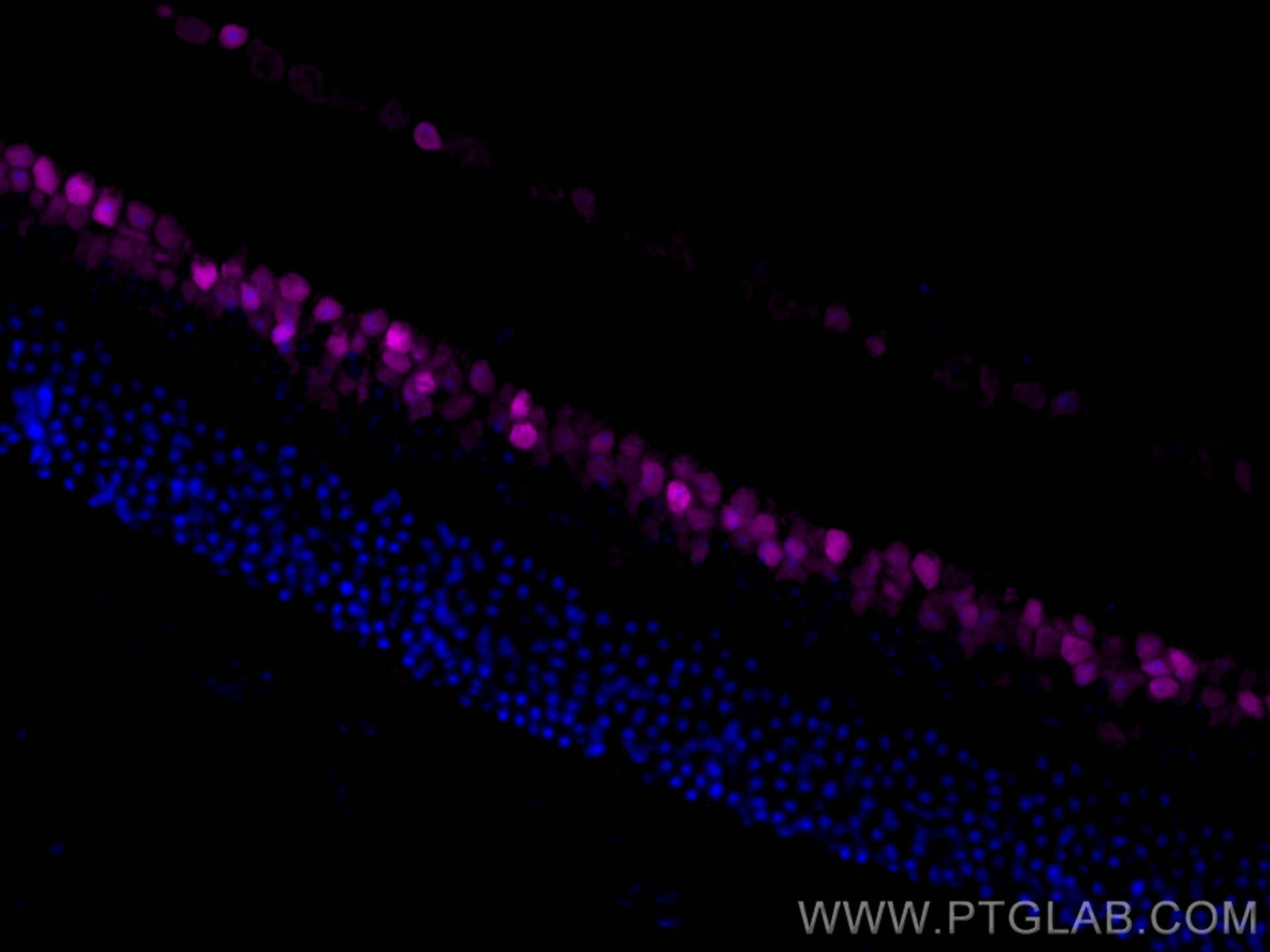 IF Staining of mouse eye using CL647-12323