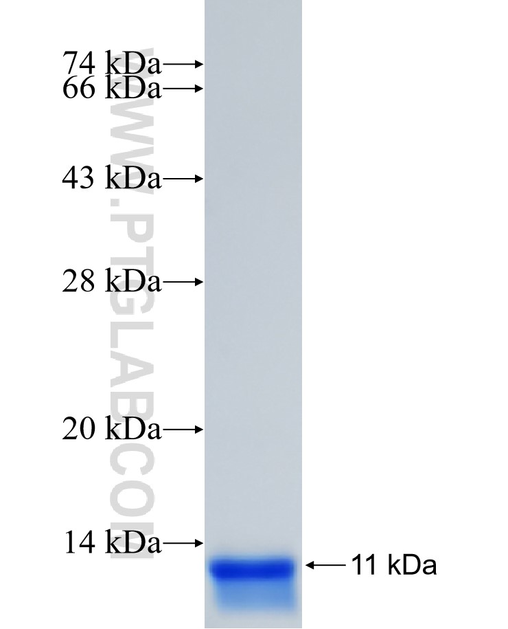 PAX7 fusion protein Ag25377 SDS-PAGE