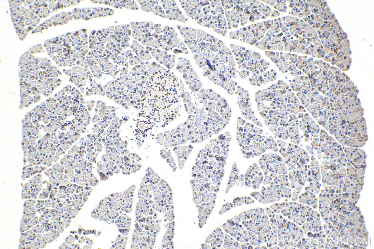 IHC staining of mouse pancreas using 18204-1-AP