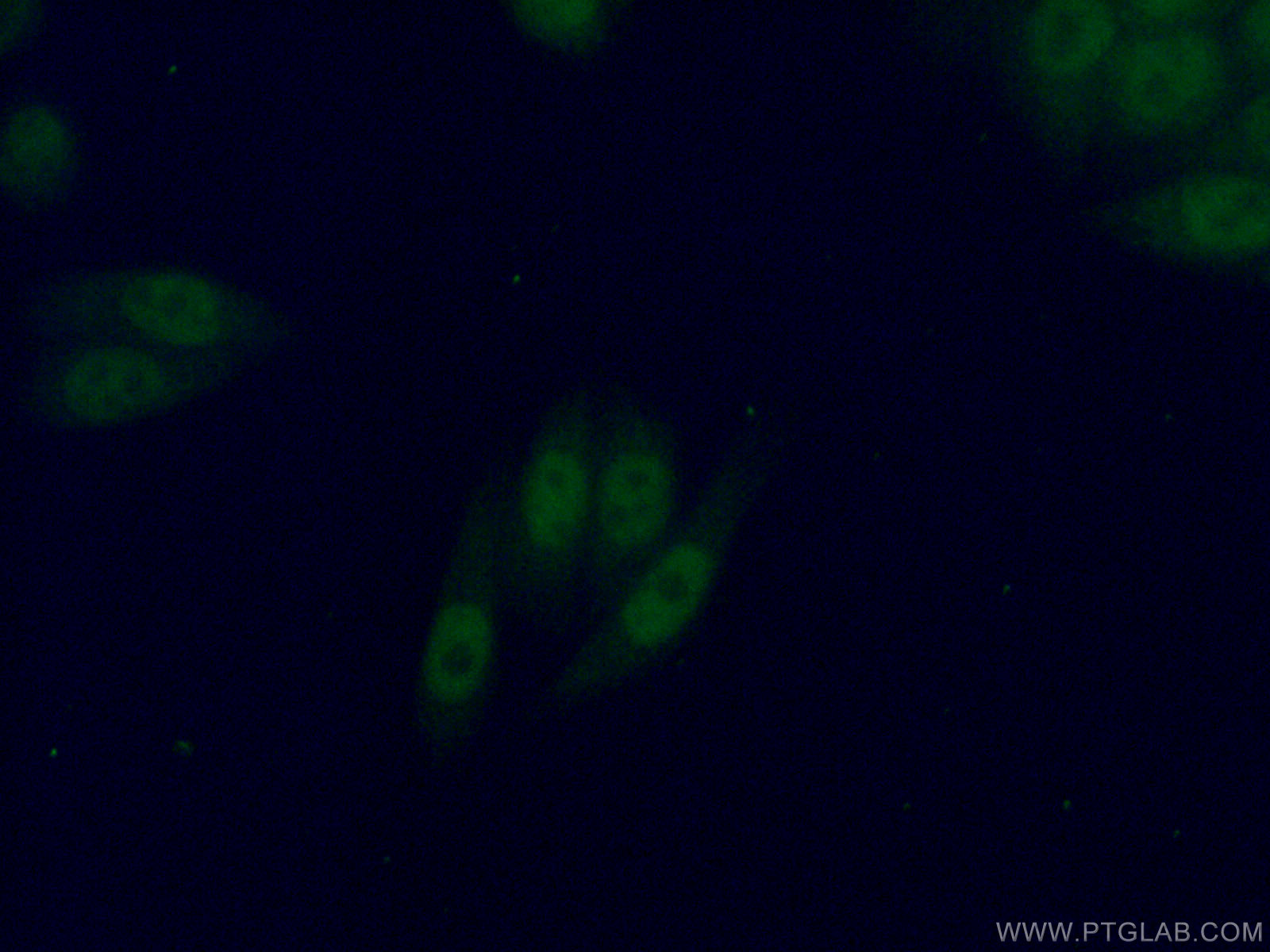 IF Staining of HeLa using 12571-1-AP