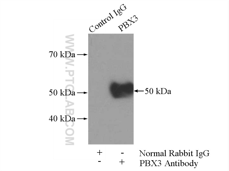 IP experiment of HL-60 using 12571-1-AP