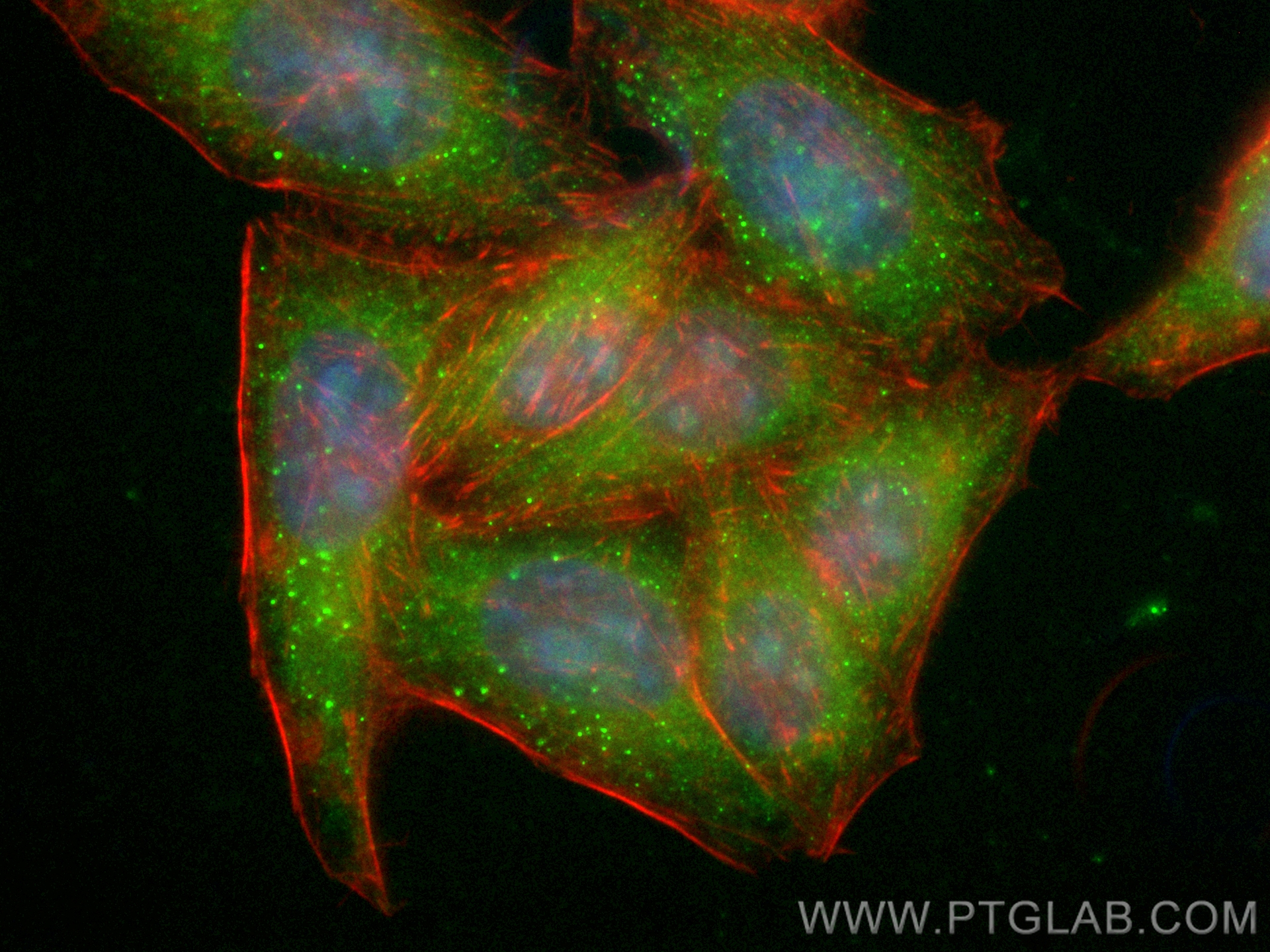 IF Staining of HepG2 using CL488-12102