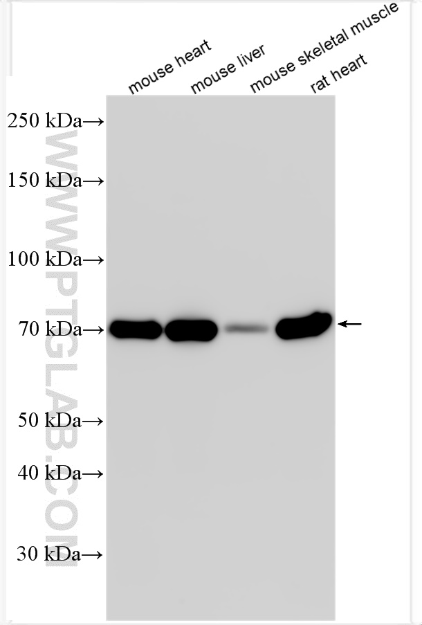 WB analysis using 21988-1-AP