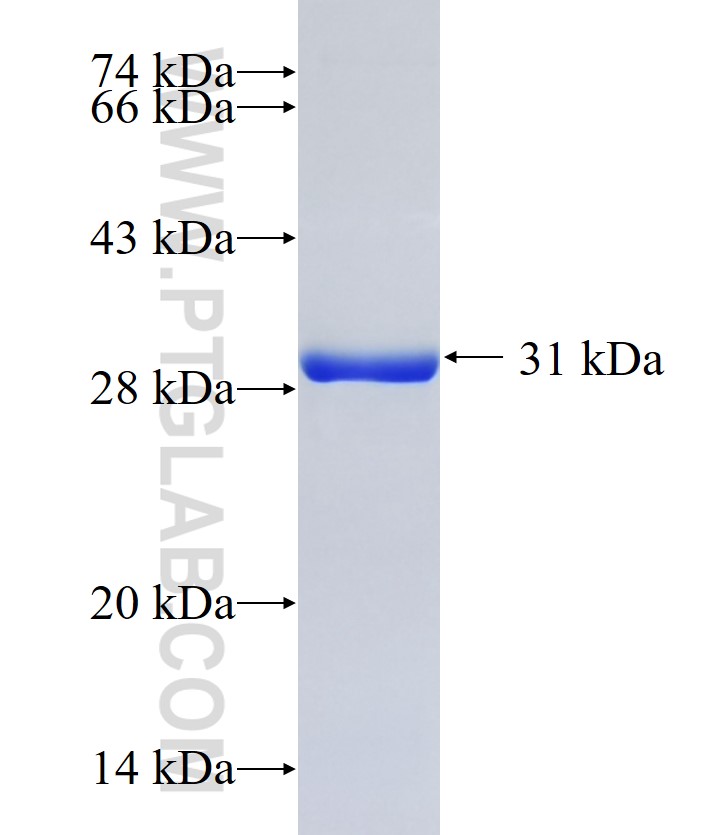 PCDHA12 fusion protein Ag21904 SDS-PAGE