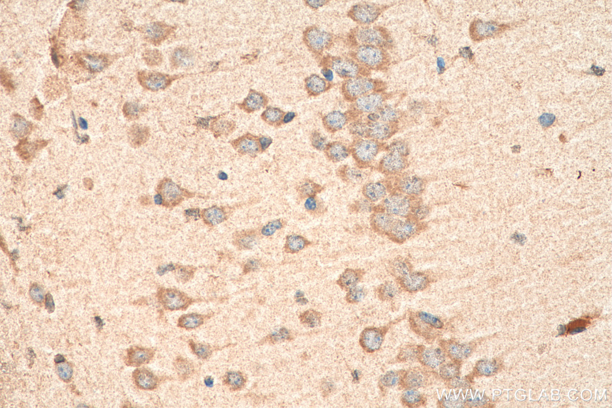 IHC staining of mouse brain using 18803-1-AP