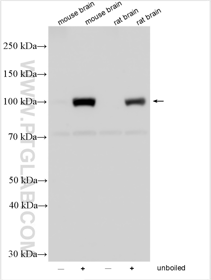 WB analysis using 15270-1-AP