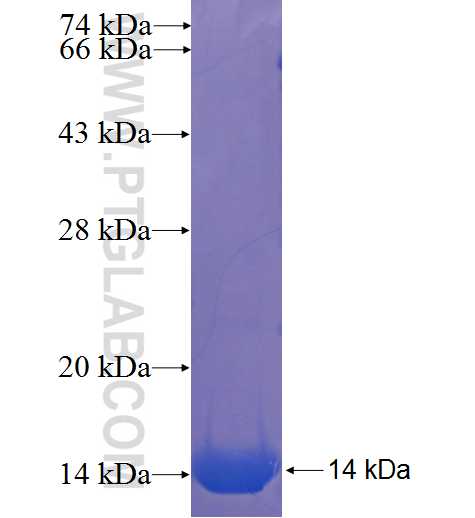 PCDHB14 fusion protein Ag22907 SDS-PAGE