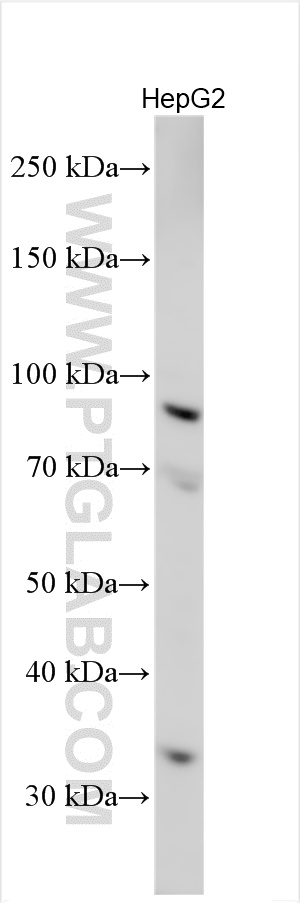 WB analysis using 19609-1-AP