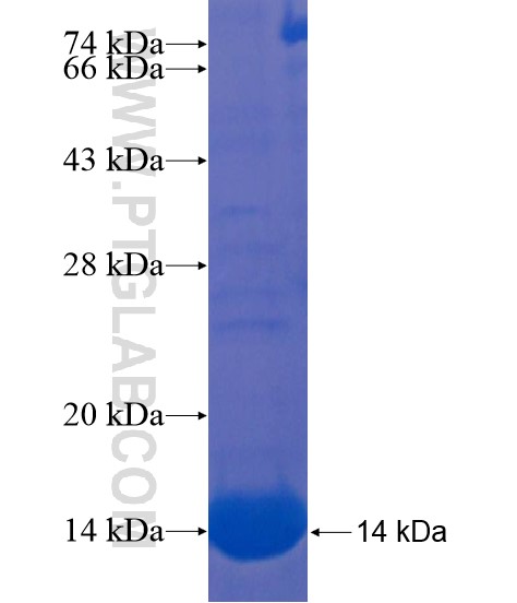 PCDHGA5 fusion protein Ag22065 SDS-PAGE