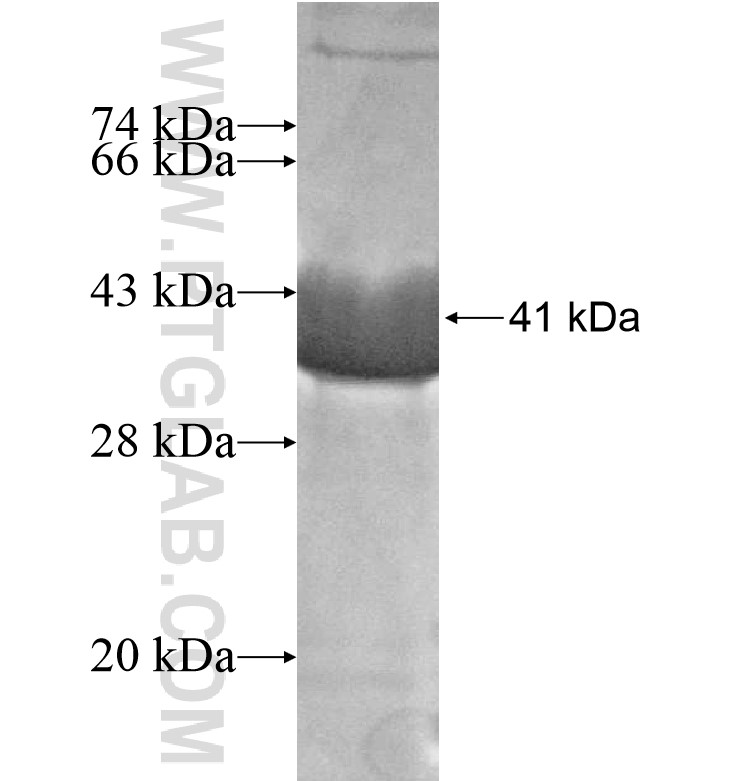 PCDHGB1 fusion protein Ag16860 SDS-PAGE