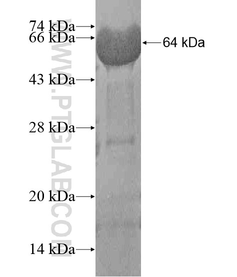 PCDHGC5 fusion protein Ag20867 SDS-PAGE