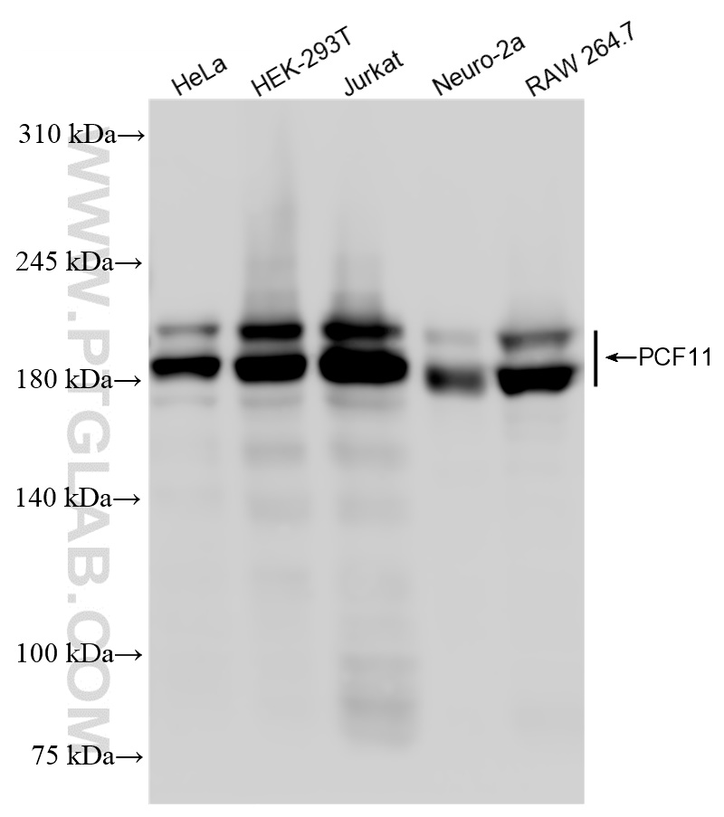 PCF11