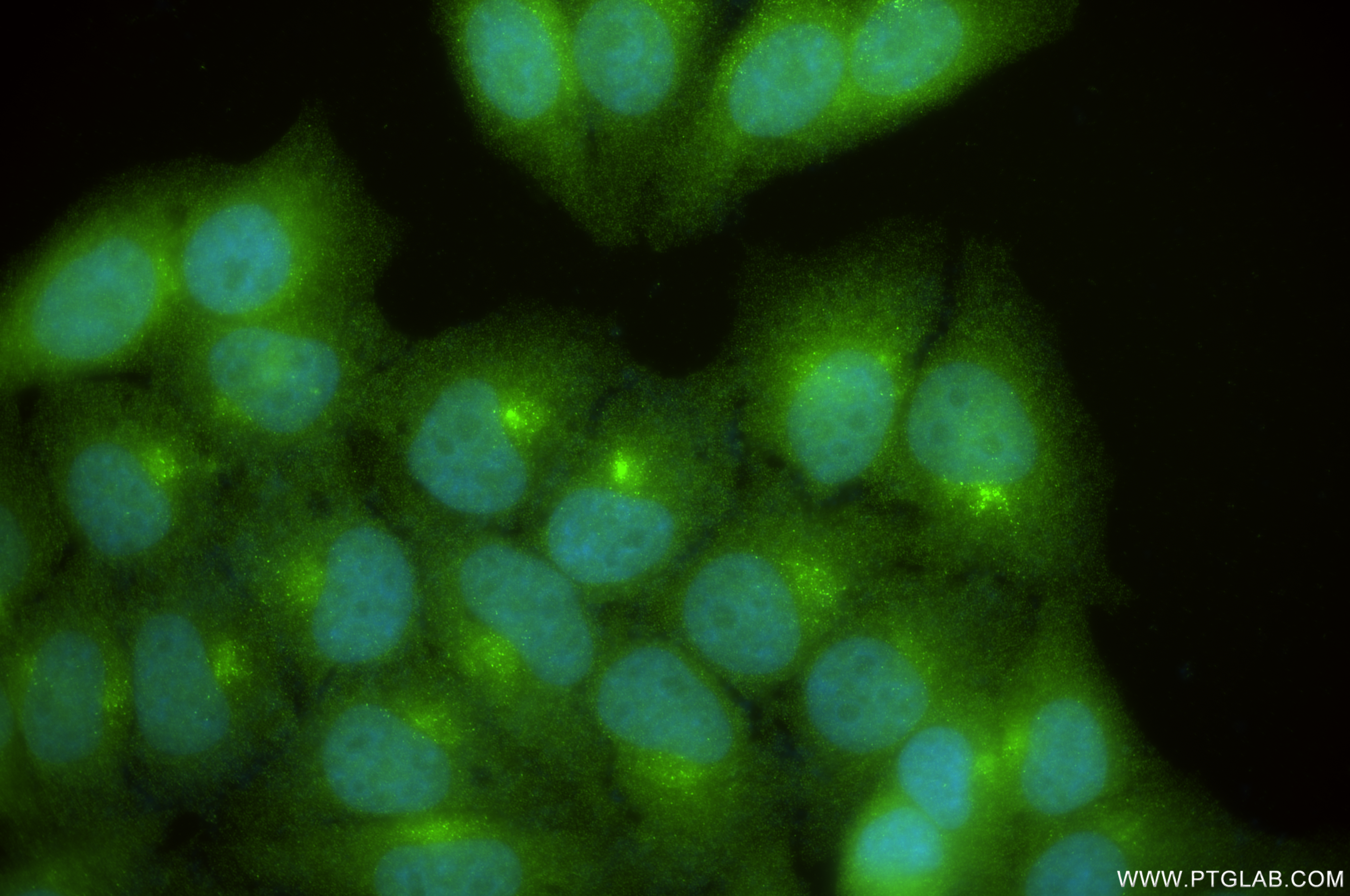 IF Staining of HepG2 using 84979-1-RR