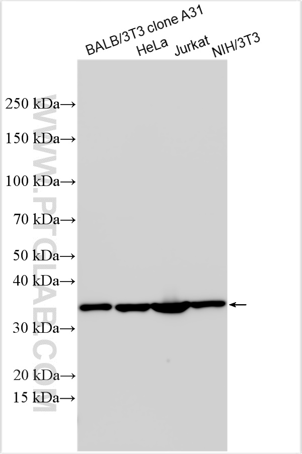 WB analysis using 10205-2-AP