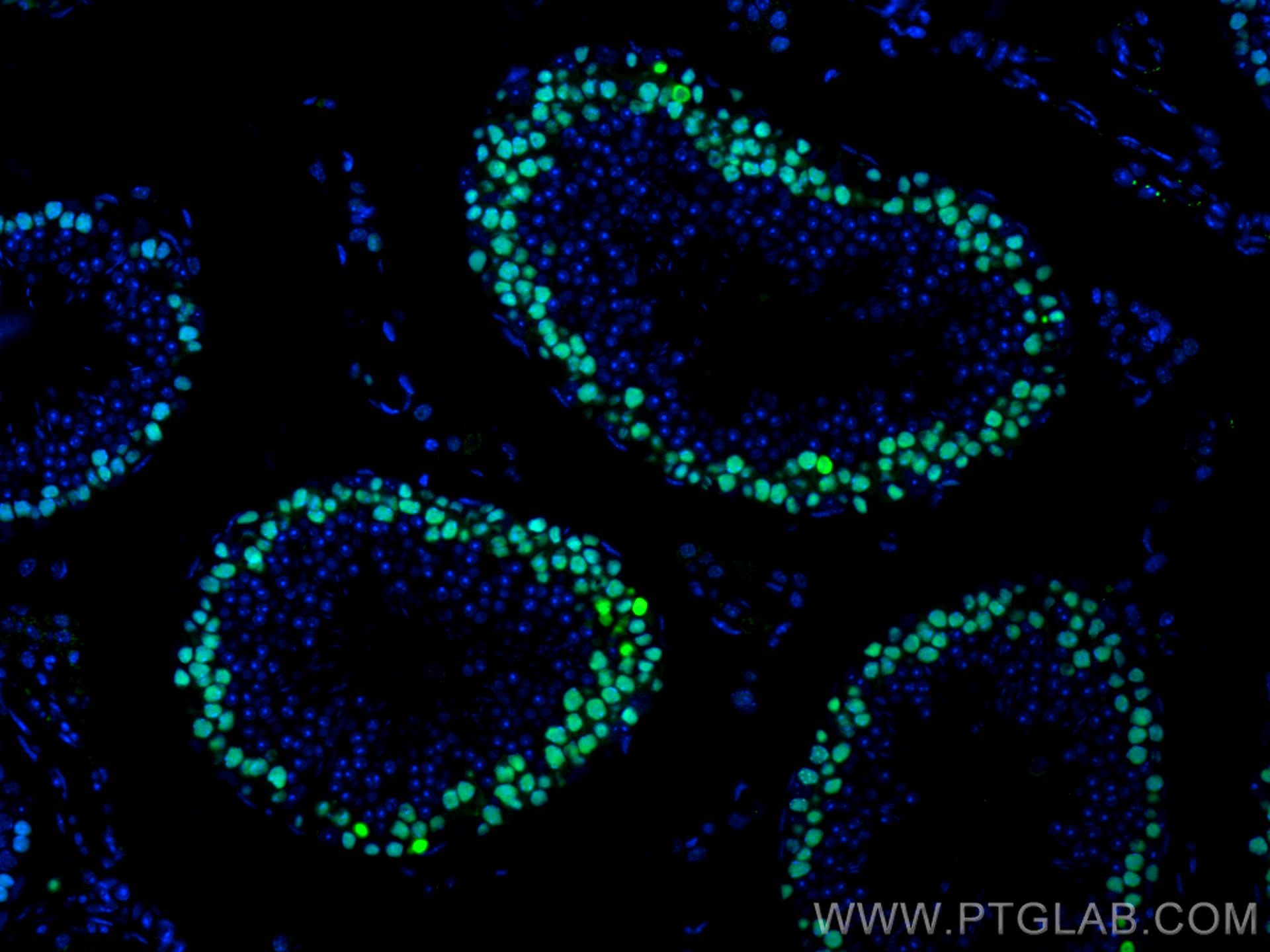 IF Staining of mouse testis using CL488-10205