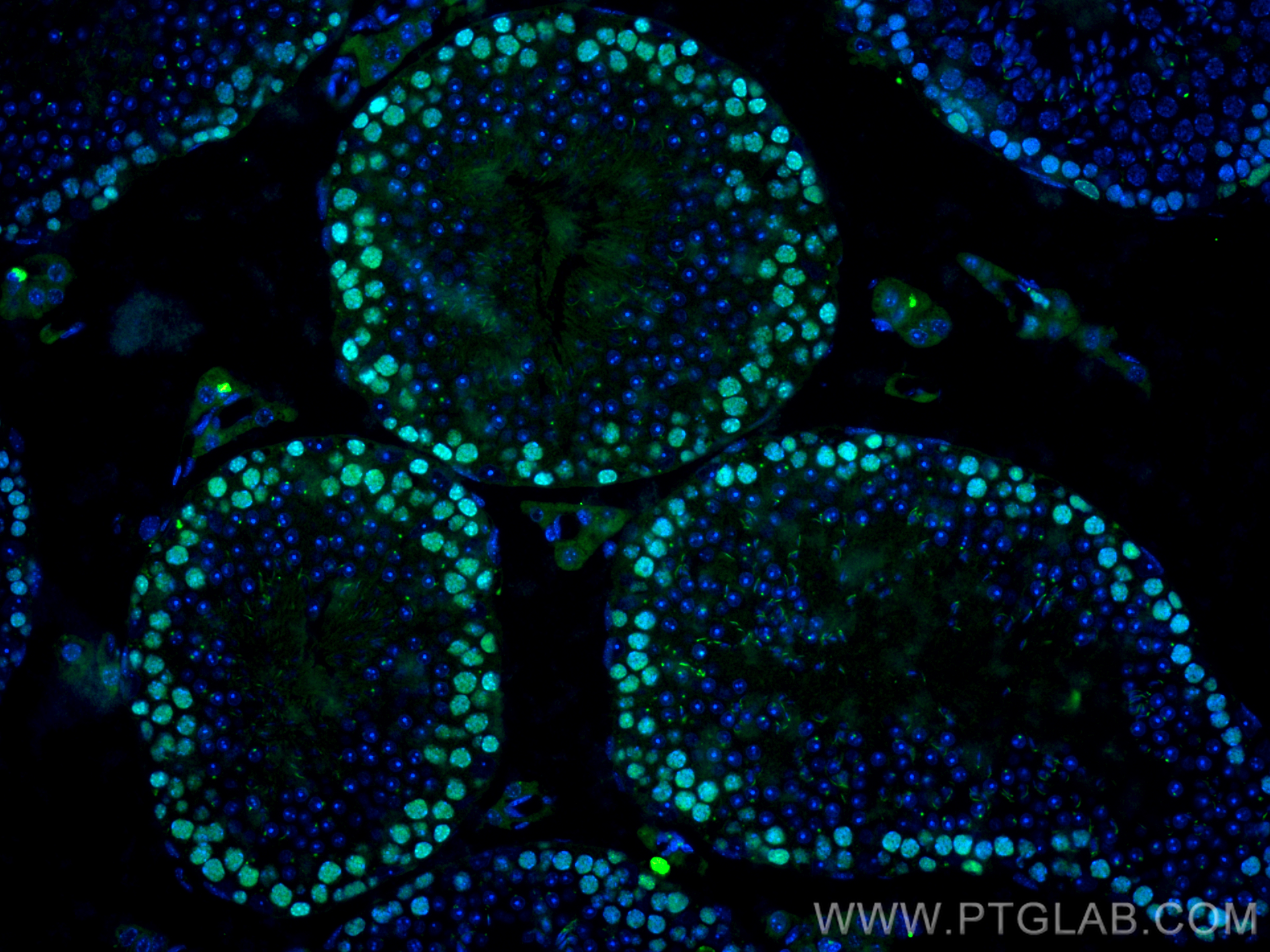 IF Staining of mouse testis using CL488-81302-6