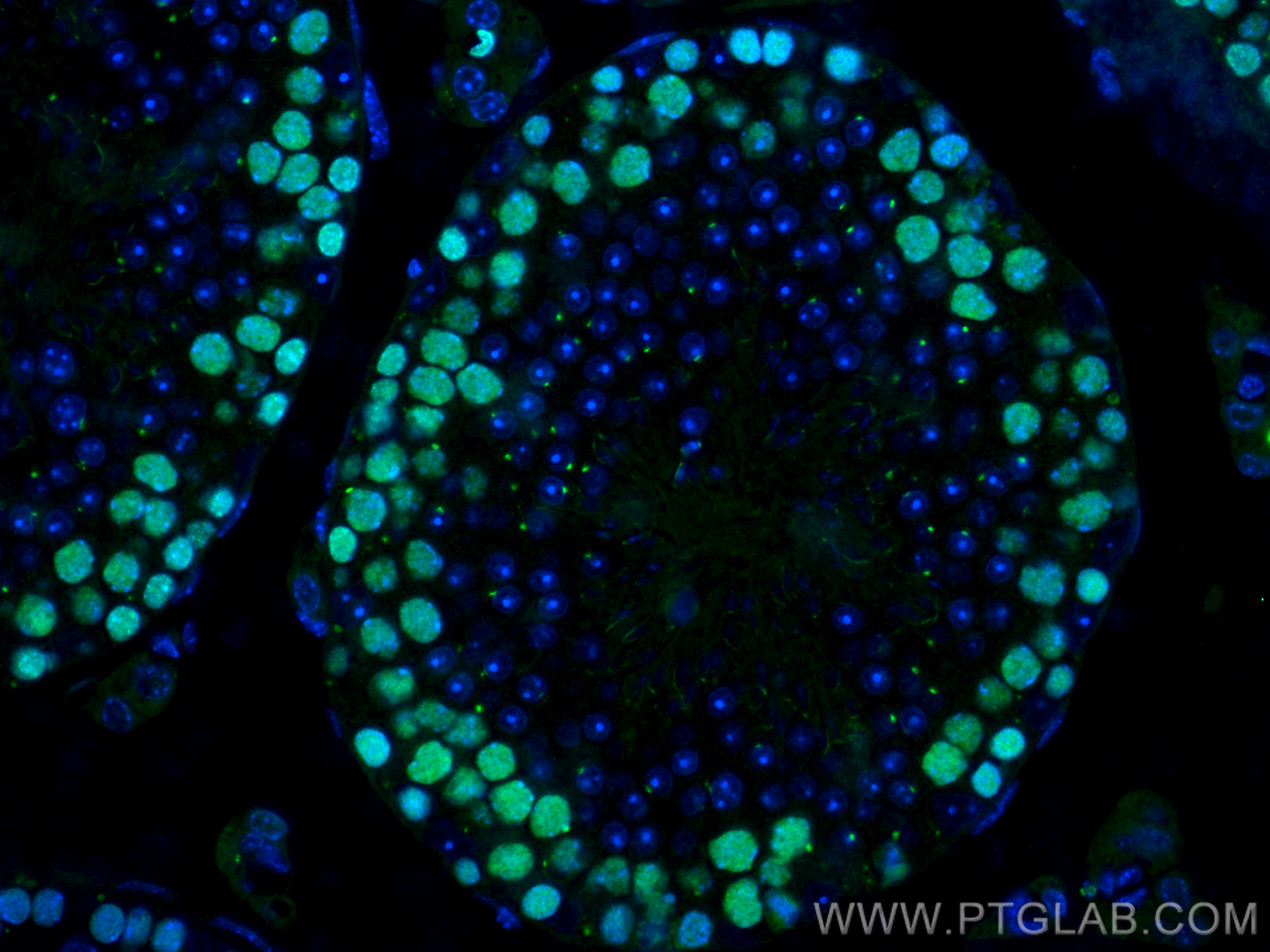 IF Staining of mouse testis using CL488-81302-6