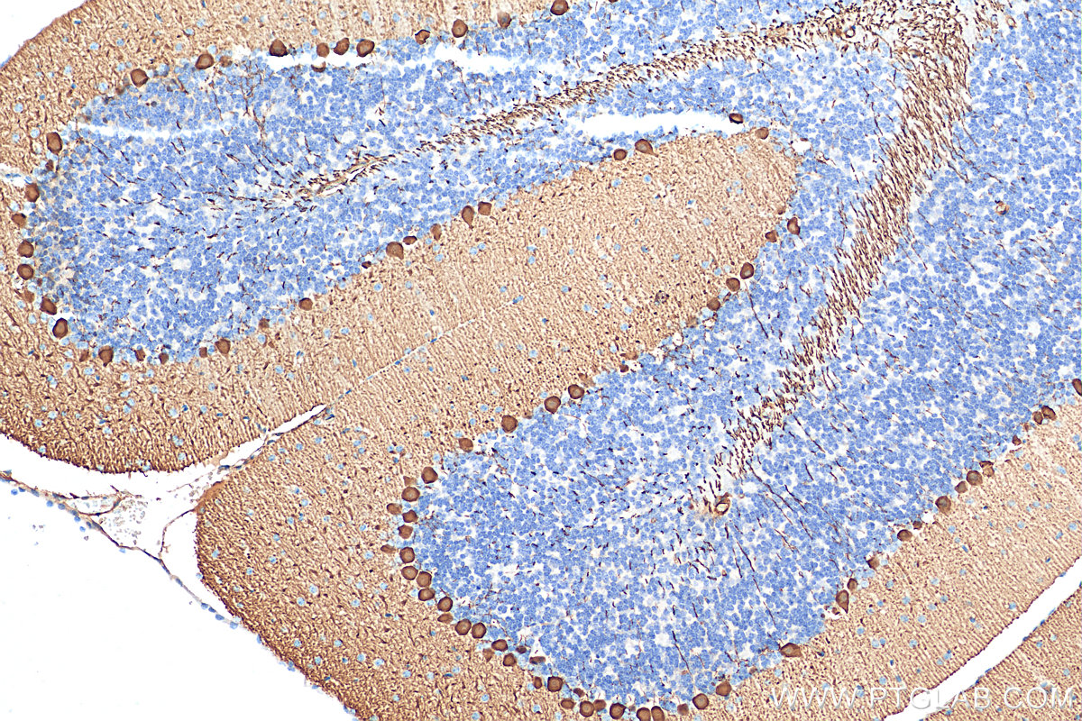 IHC staining of mouse cerebellum using 13774-1-AP