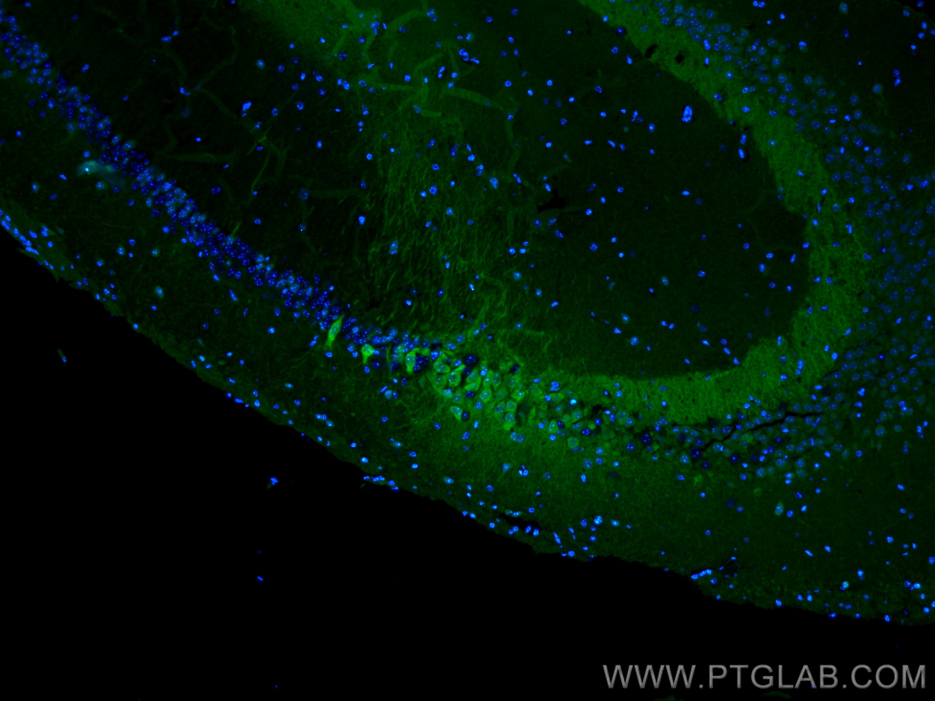 IF Staining of mouse brain using CL488-14705