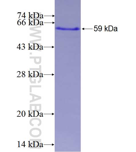 PCSK2 fusion protein Ag0852 SDS-PAGE