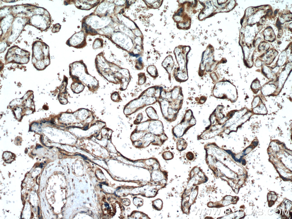 IHC staining of human placenta using 15106-1-AP