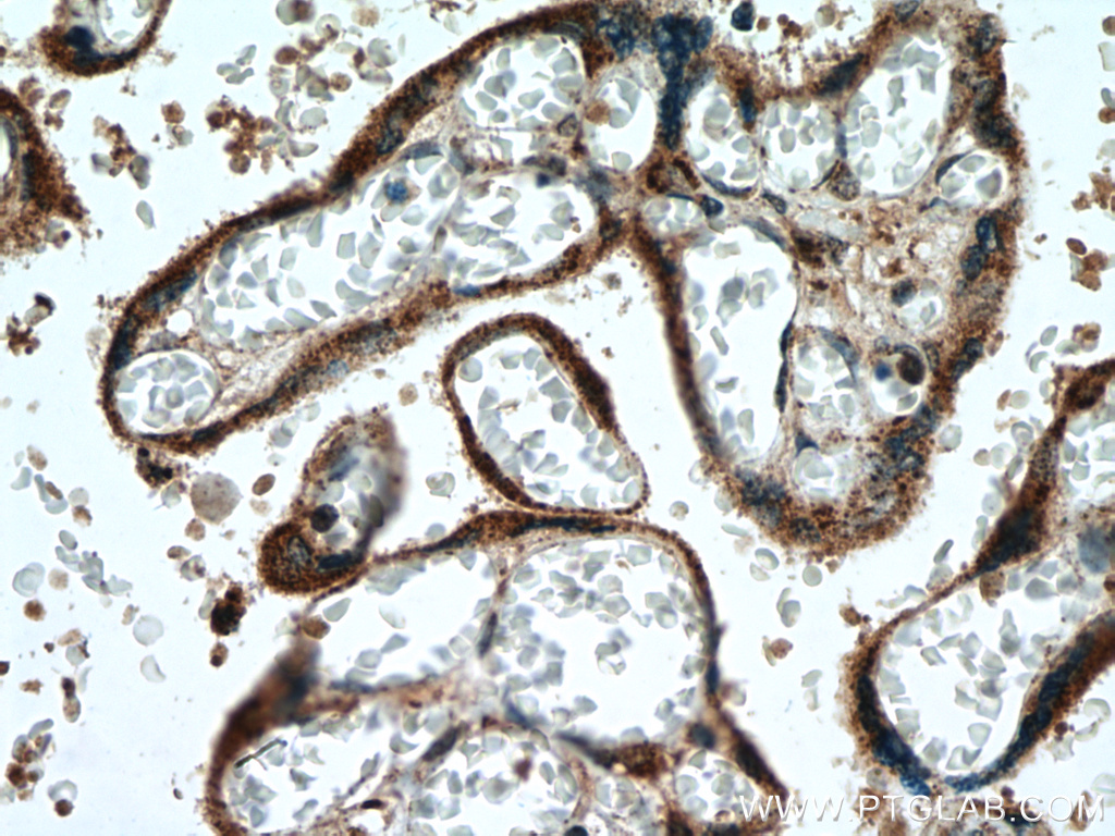 IHC staining of human placenta using 15106-1-AP