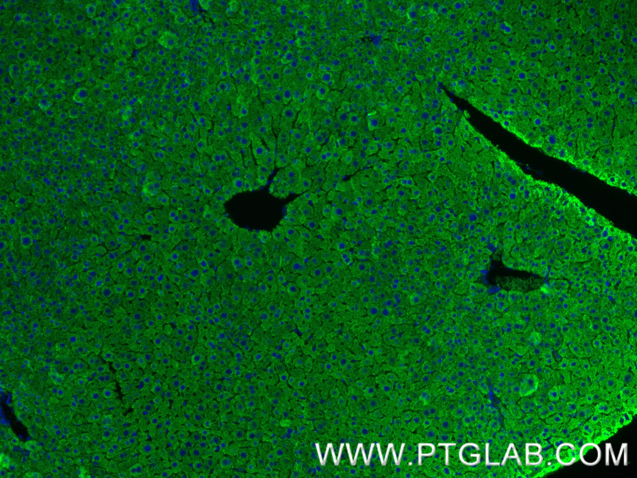 IF Staining of mouse liver using 83004-4-RR