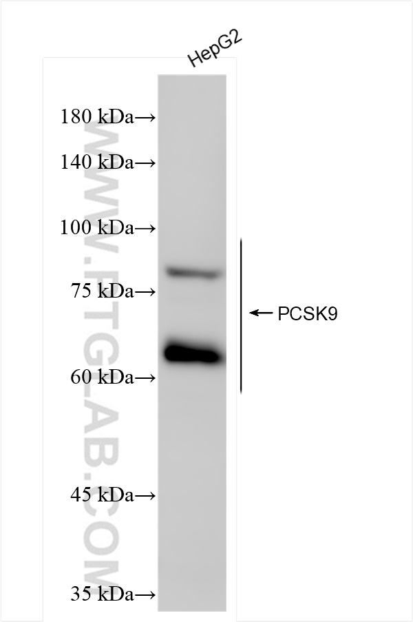 WB analysis of HepG2 using 84172-4-RR (same clone as 84172-4-PBS)