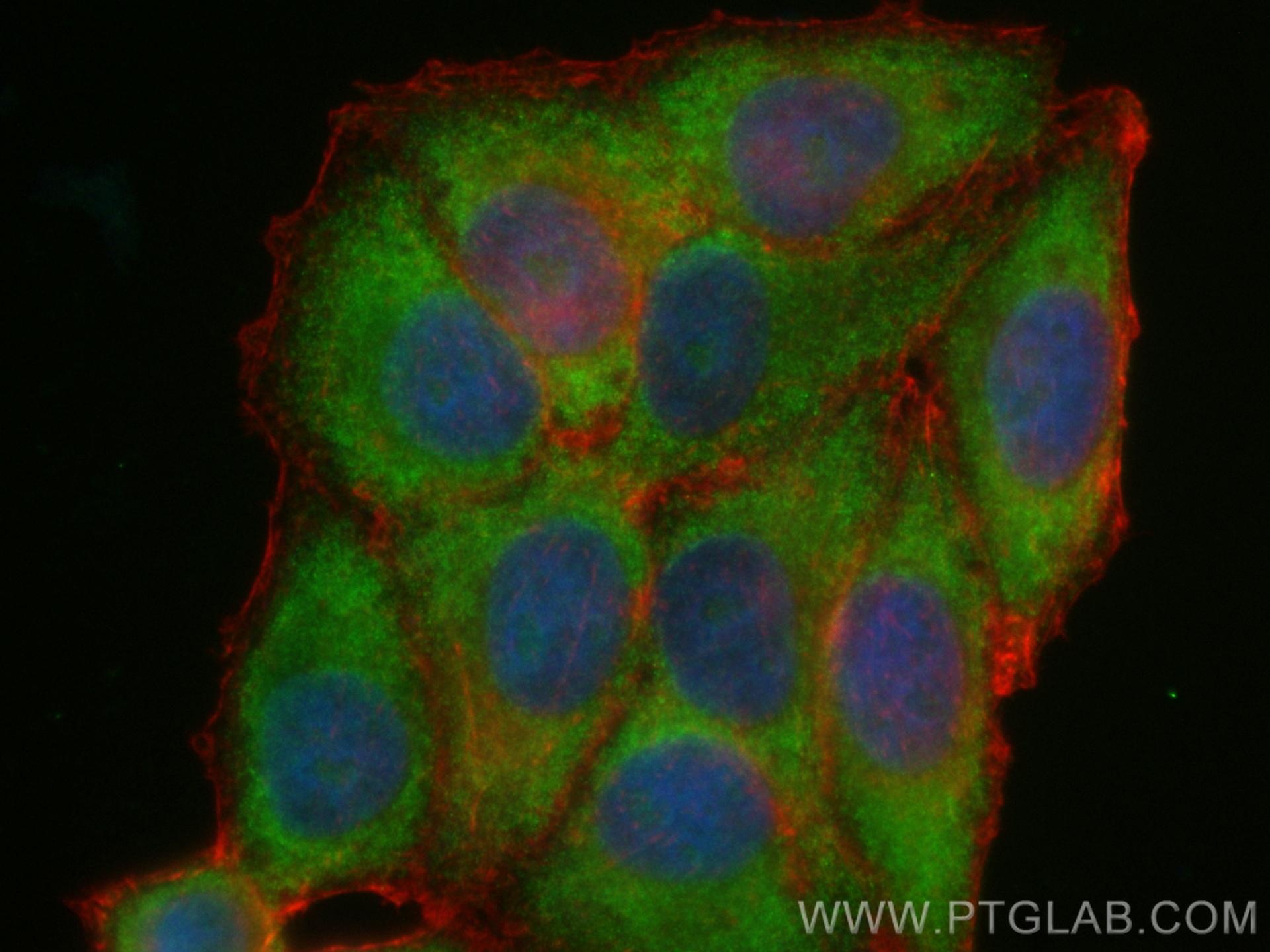 IF Staining of HepG2 using CL488-83004-4