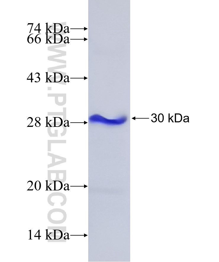 PCSK9 fusion protein Ag27268 SDS-PAGE