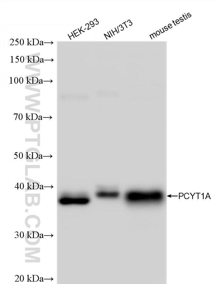 WB analysis using 83100-1-RR