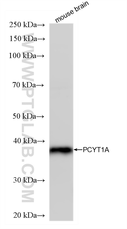 WB analysis using 83100-1-RR