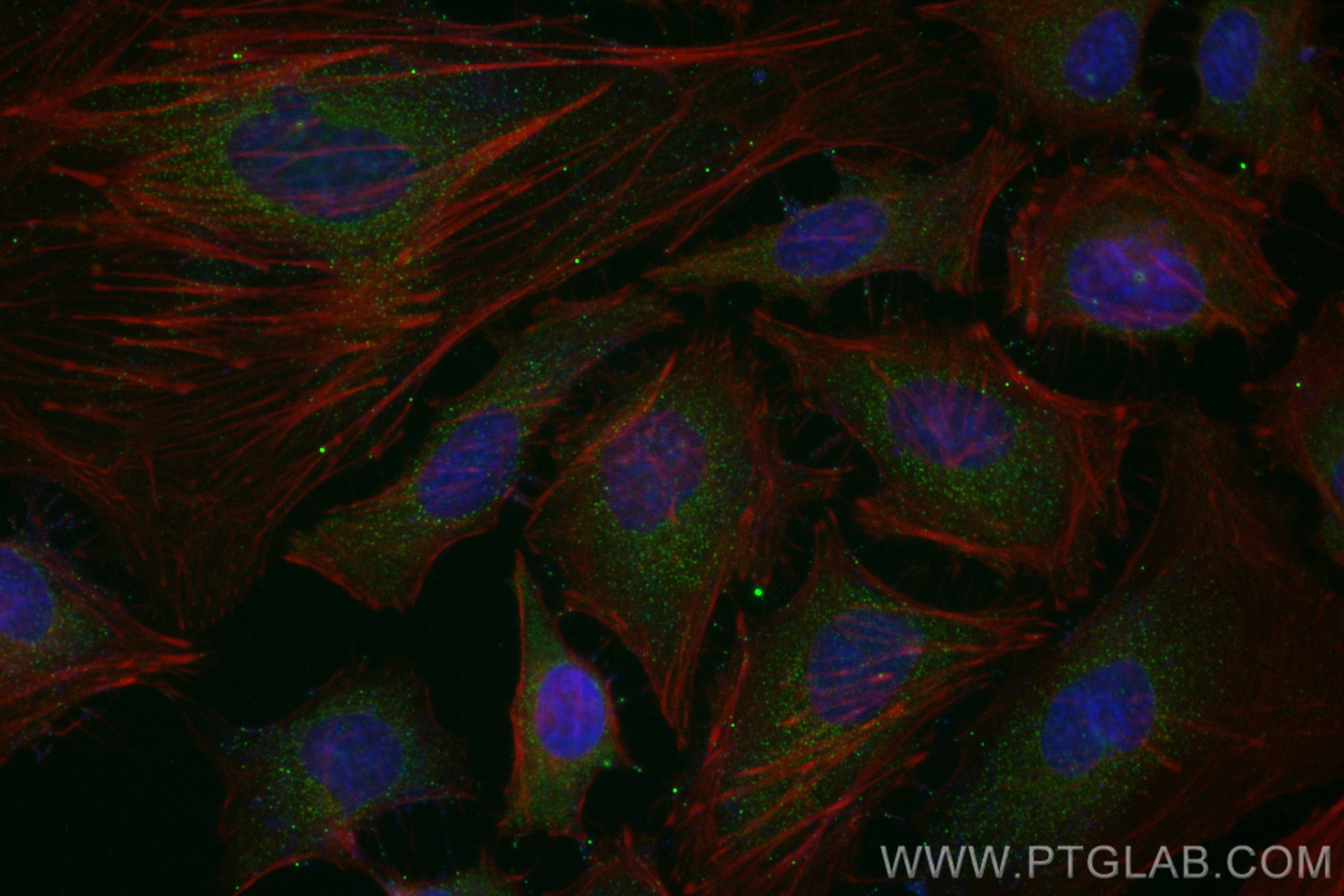 IF Staining of HepG2 using CL488-68355