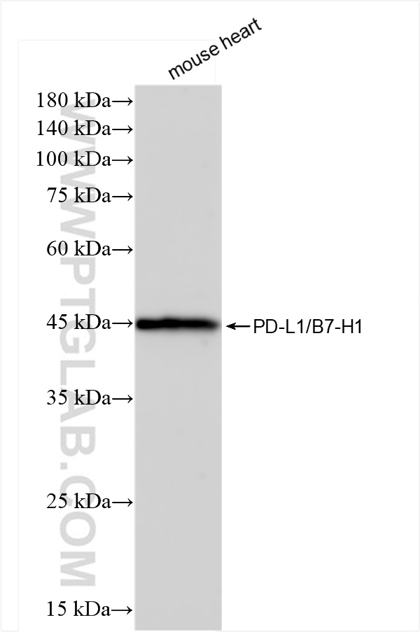 WB analysis of mouse heart using 83906-6-RR (same clone as 83906-6-PBS)