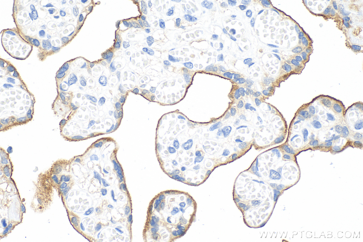 IHC staining of human placenta using 82719-15-RR (same clone as 82719-15-PBS)