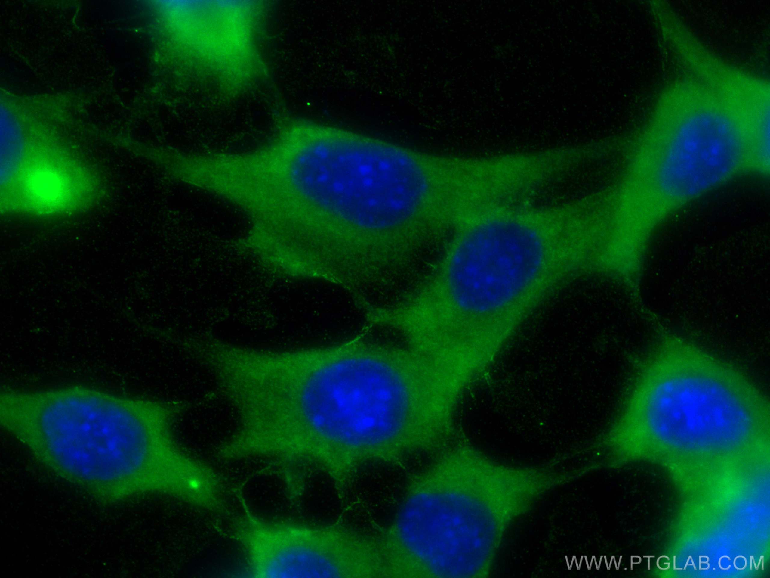IF Staining of NIH/3T3 using 27406-1-AP