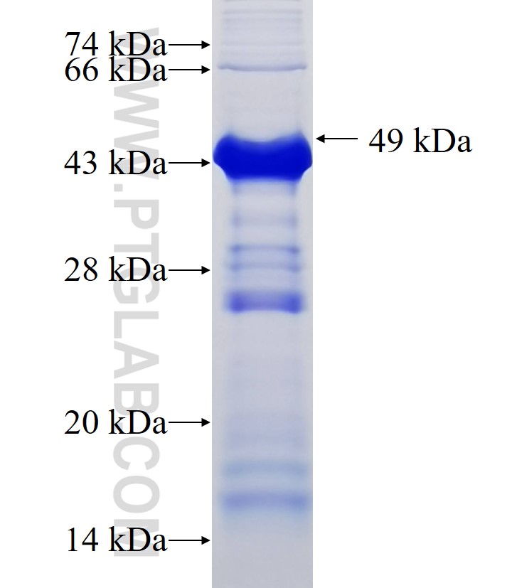 PDCD2 fusion protein Ag33986 SDS-PAGE
