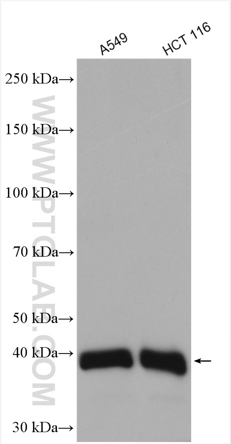 WB analysis using 20781-1-AP