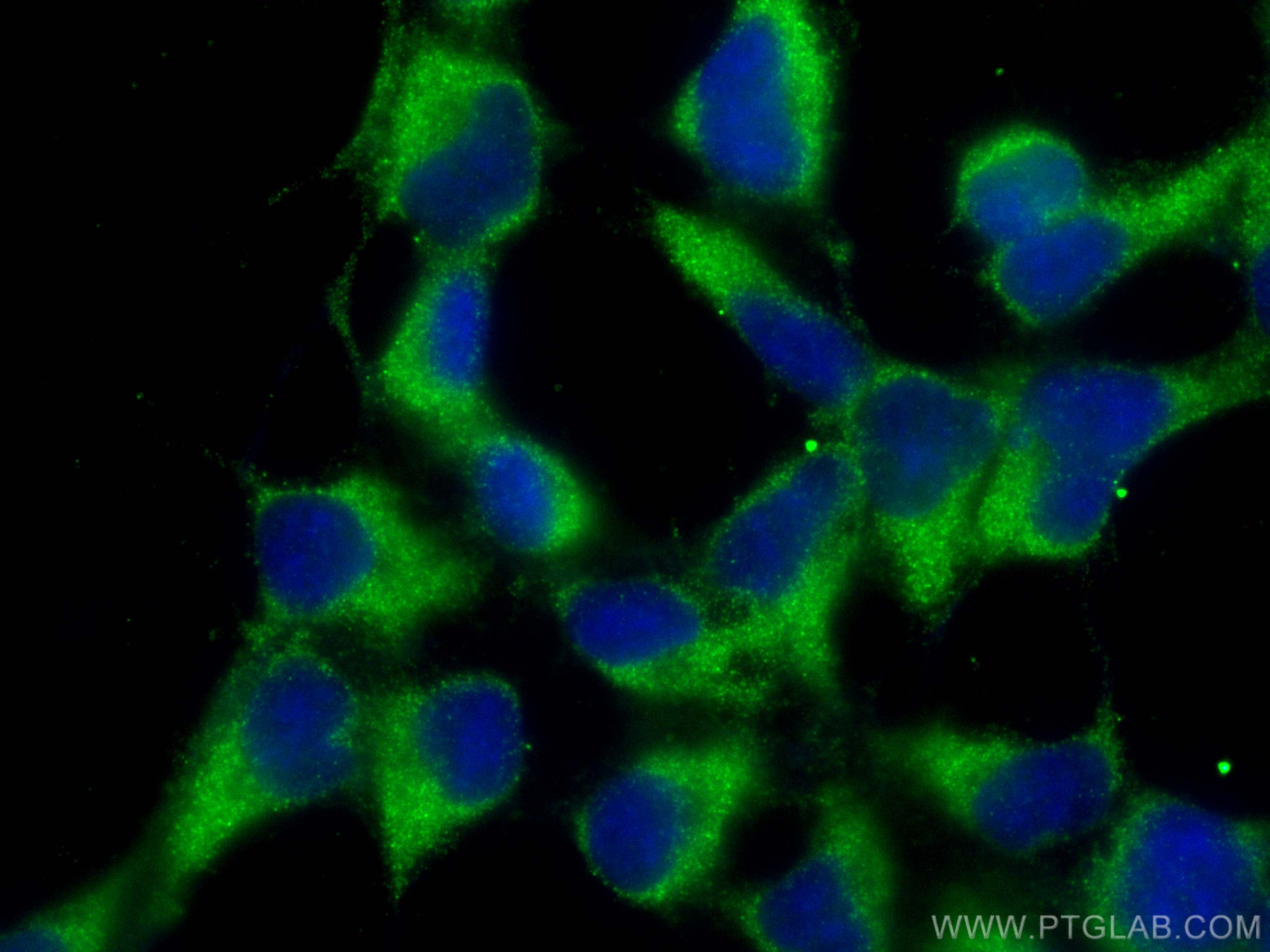 IF Staining of HEK-293 using 68249-1-Ig (same clone as 68249-1-PBS)